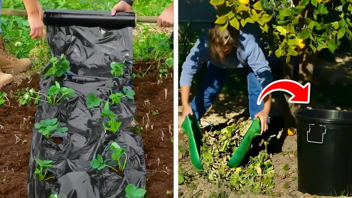 35 Essential Gardening Tips || How to Rescue Damaged Plants 35 Essential Gardening Tips || How to Rescue Damaged Plants