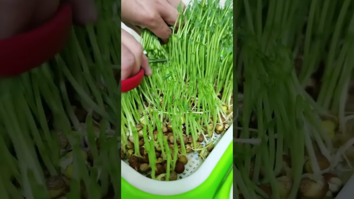 gardening ideas for home/ Inspiring vegetable /plants gardening ideas for home/ Inspiring vegetable /plants