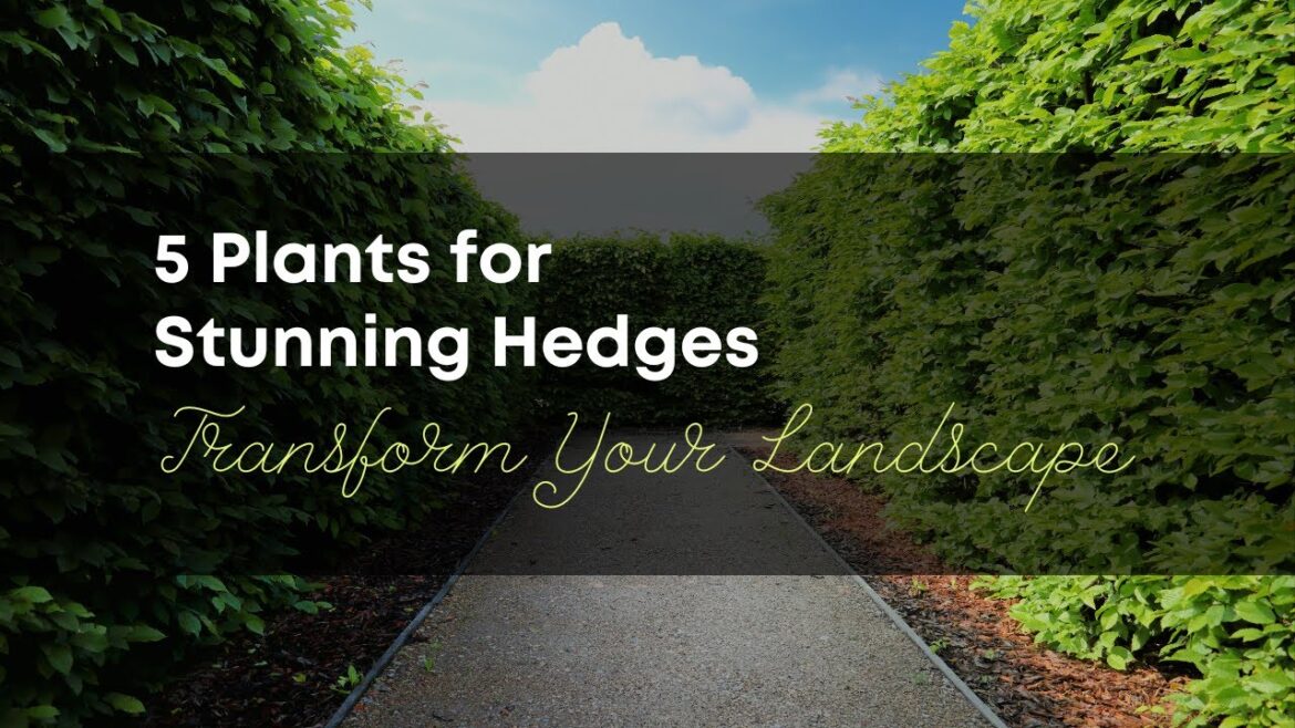 The 5 Best Plants for Stunning Hedges - Transform Your Landscape