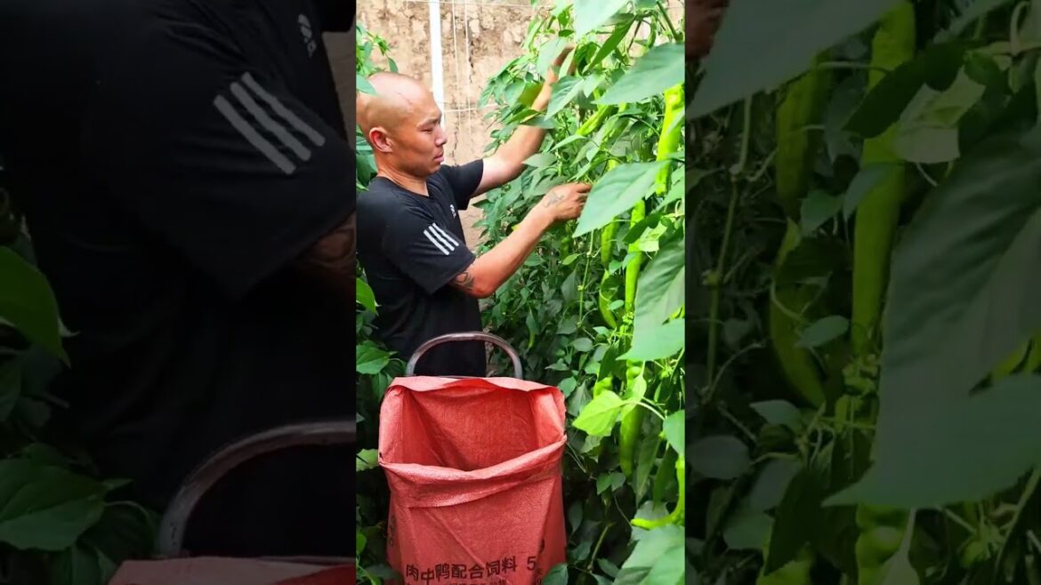 Pepper harvesting #gardening #vegetables