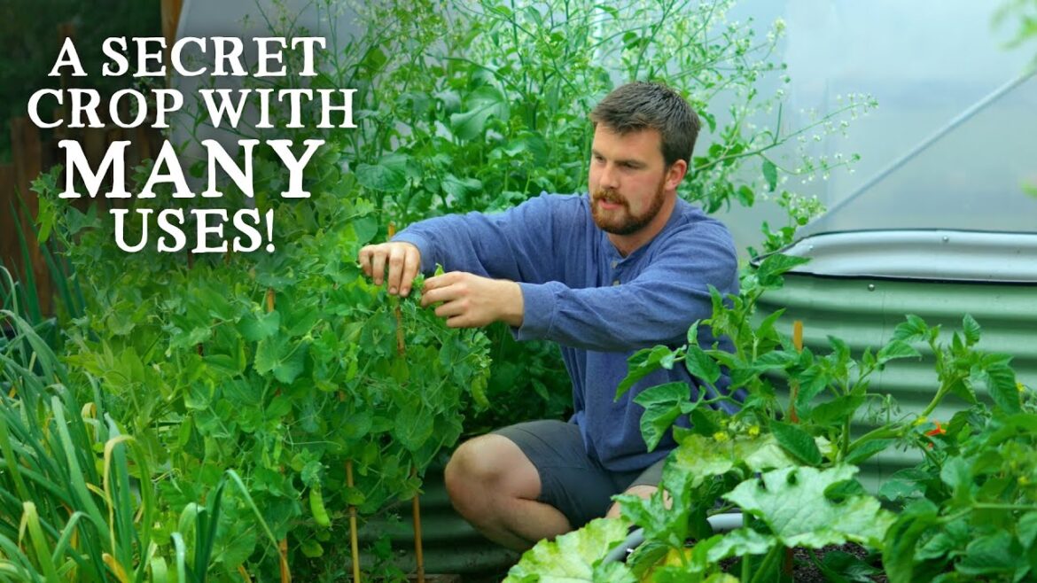 The Secret Crop in YOUR Garden (& How to Use It)