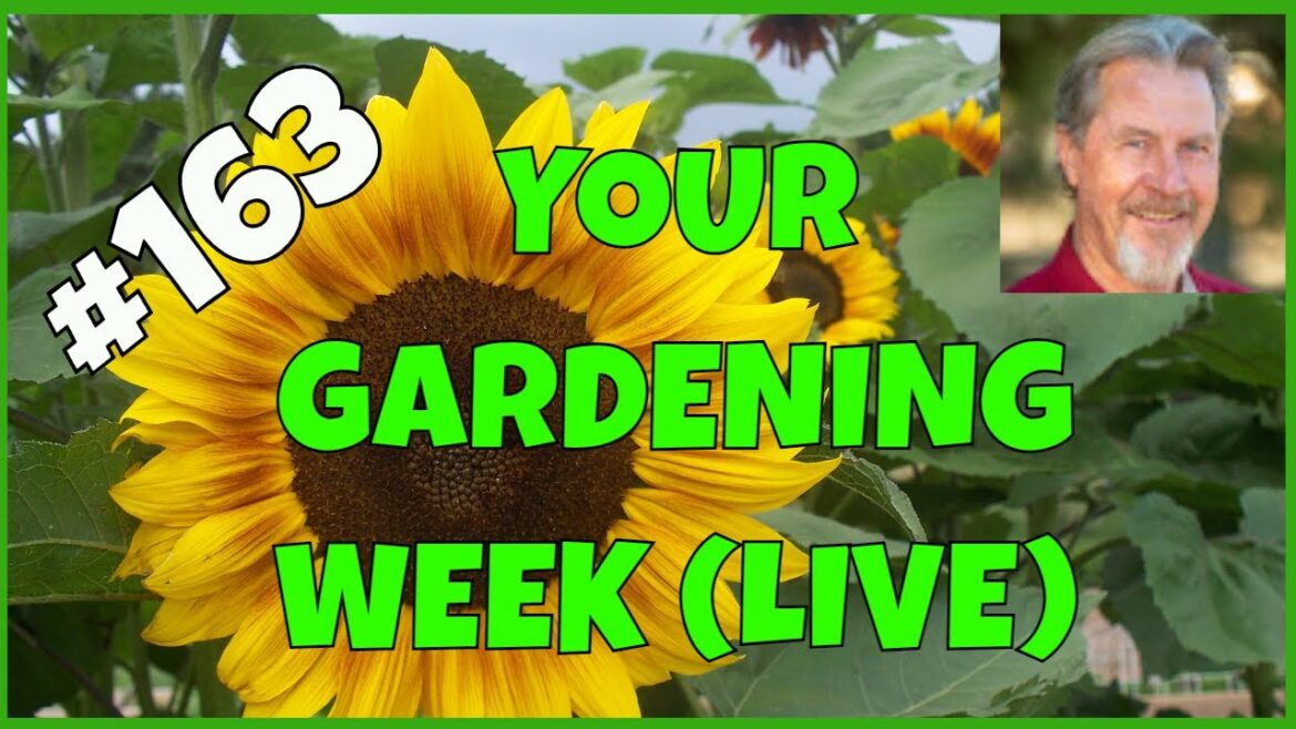 How to Harvest Vegetables (Q&A)