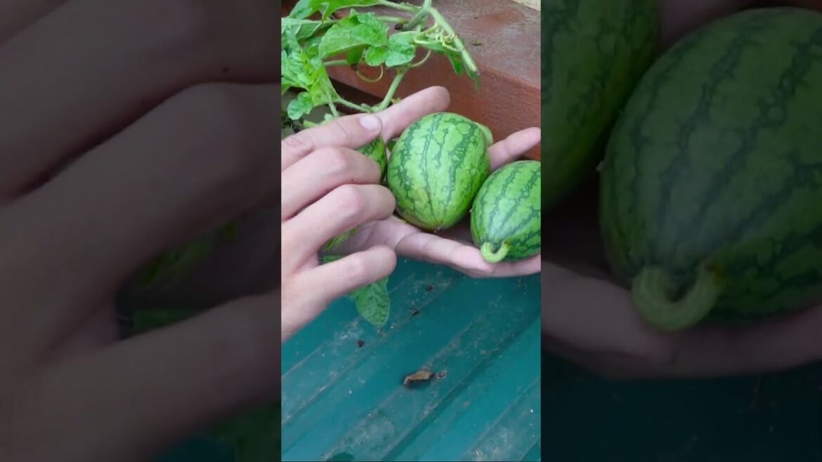 Growing Watermelon on the roof, crazy idea but the result is really unexpected