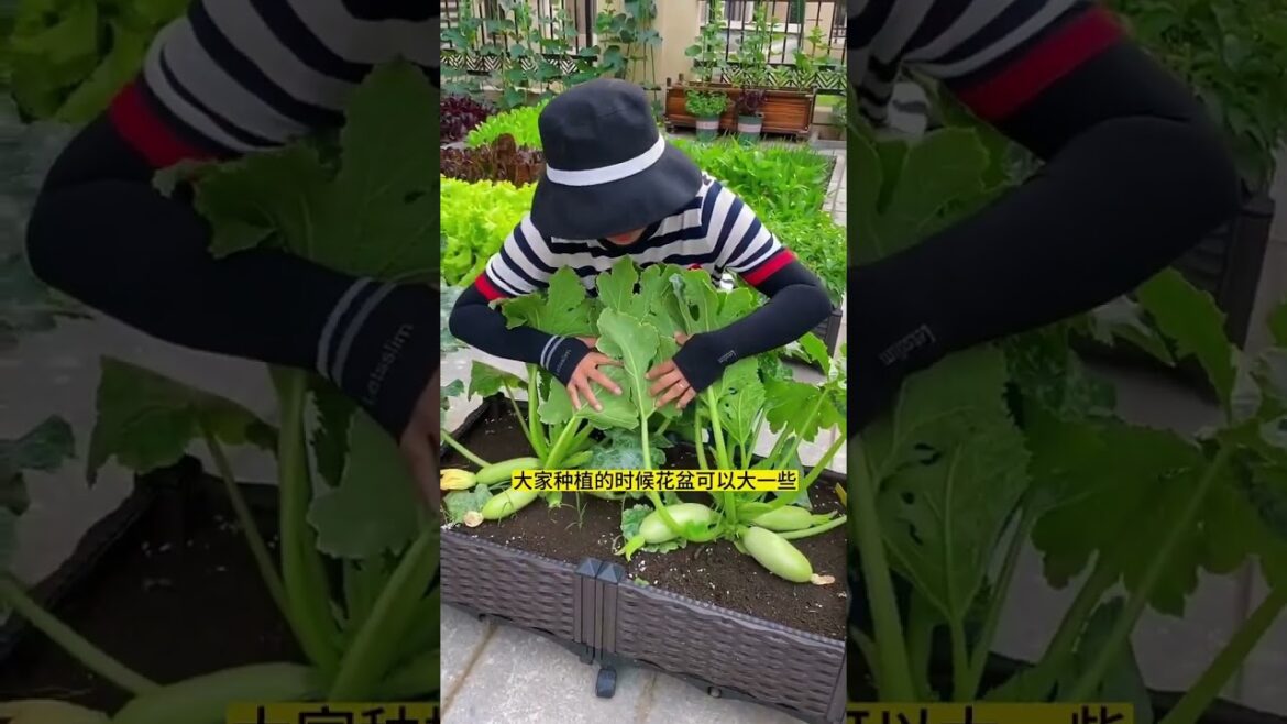 My growing Vegetable at home by Meimei