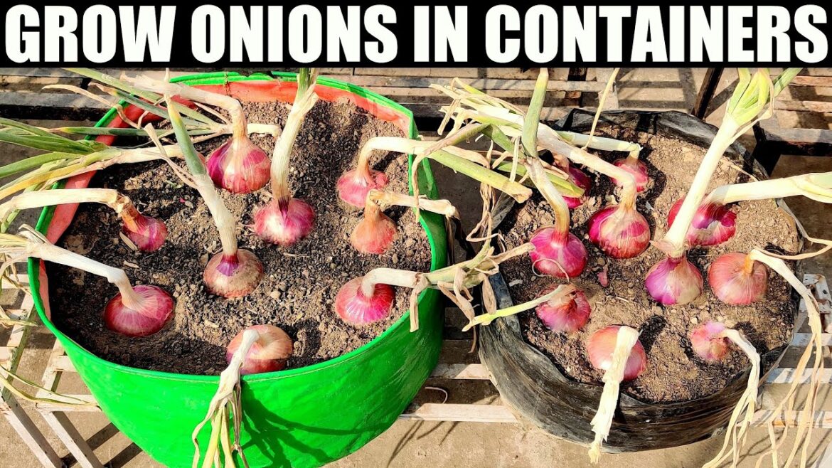 How To Grow Onions | SEED TO HARVEST How To Grow Onions | SEED TO HARVEST