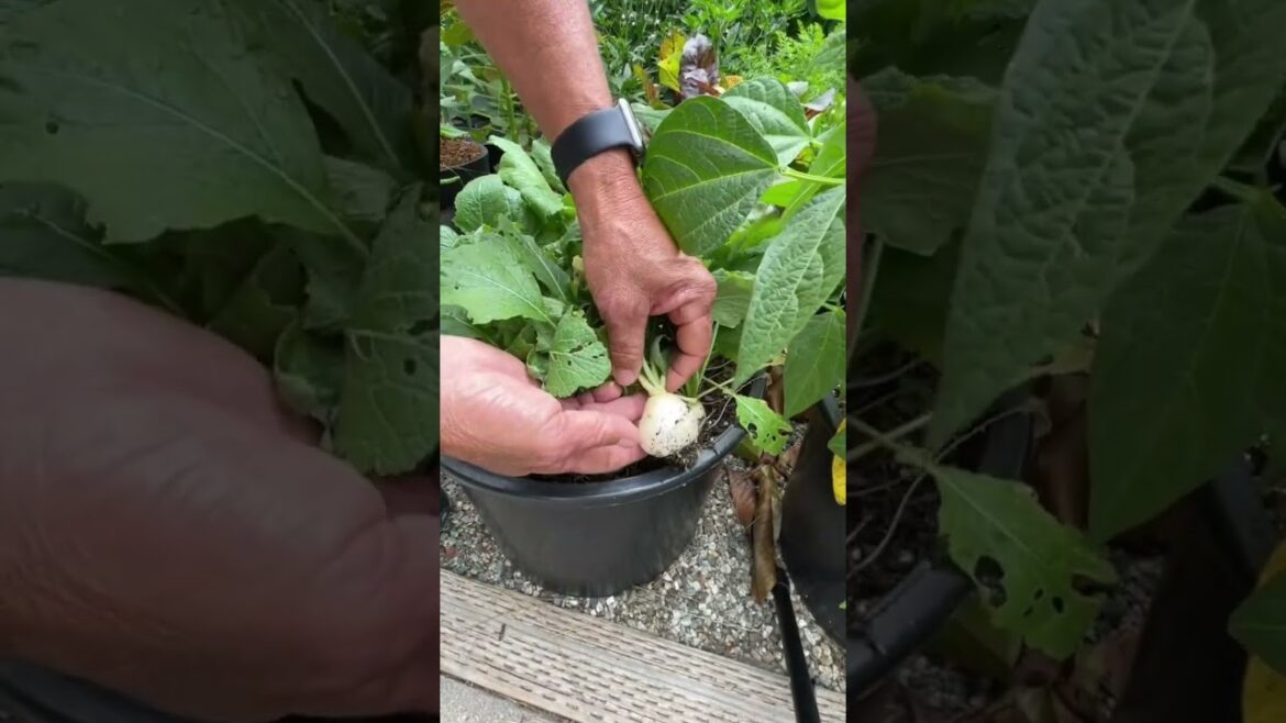 Early Summer Veggie Harvest | Container Vegetable Gardening