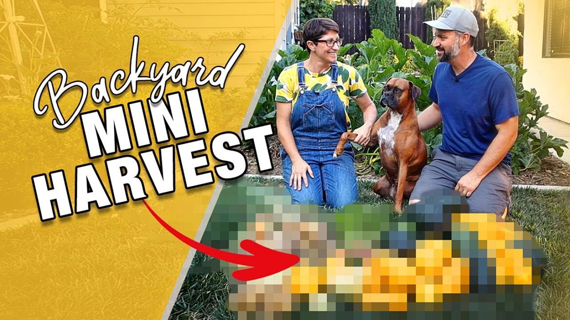 Vegetable Mini Harvest In The Backyard Garden Vegetable Mini Harvest In The Backyard Garden