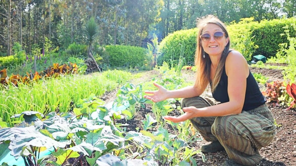Vegetable Beds in June (Tour) Realities of Growing With NO RAIN | Drought 2023 ?