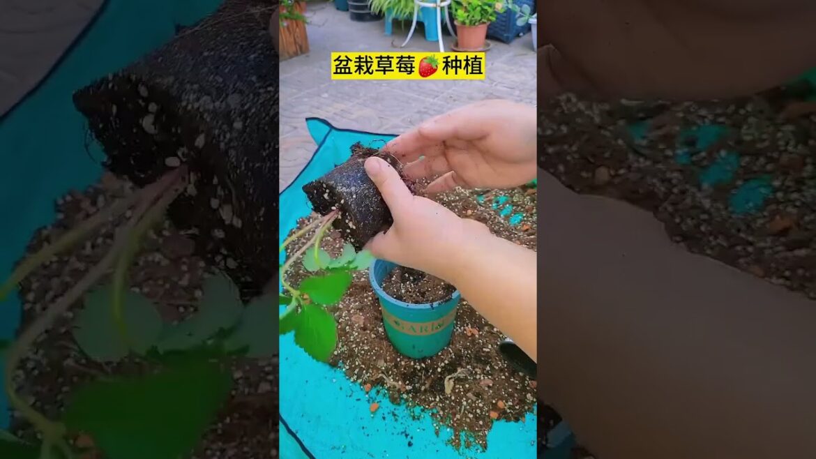 My growing Vegetable at home by Meimei