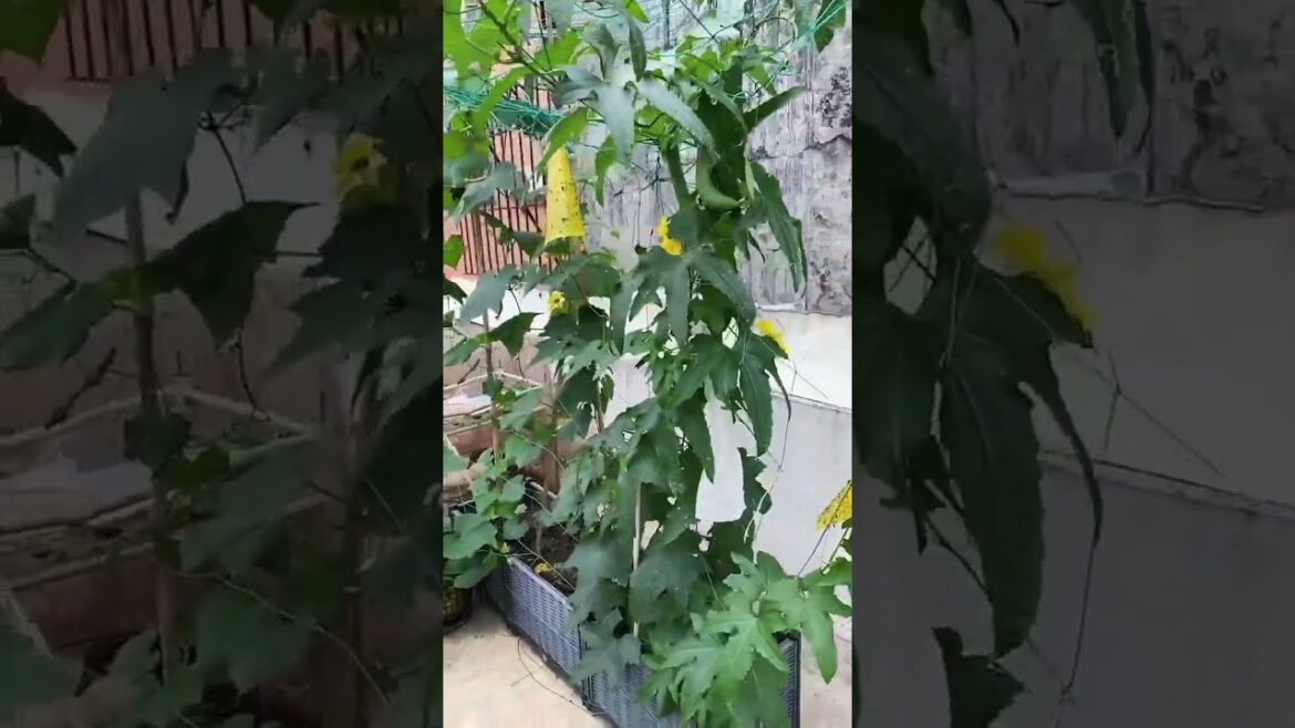 gardening ideas for home/ Inspiring vegetable /plants