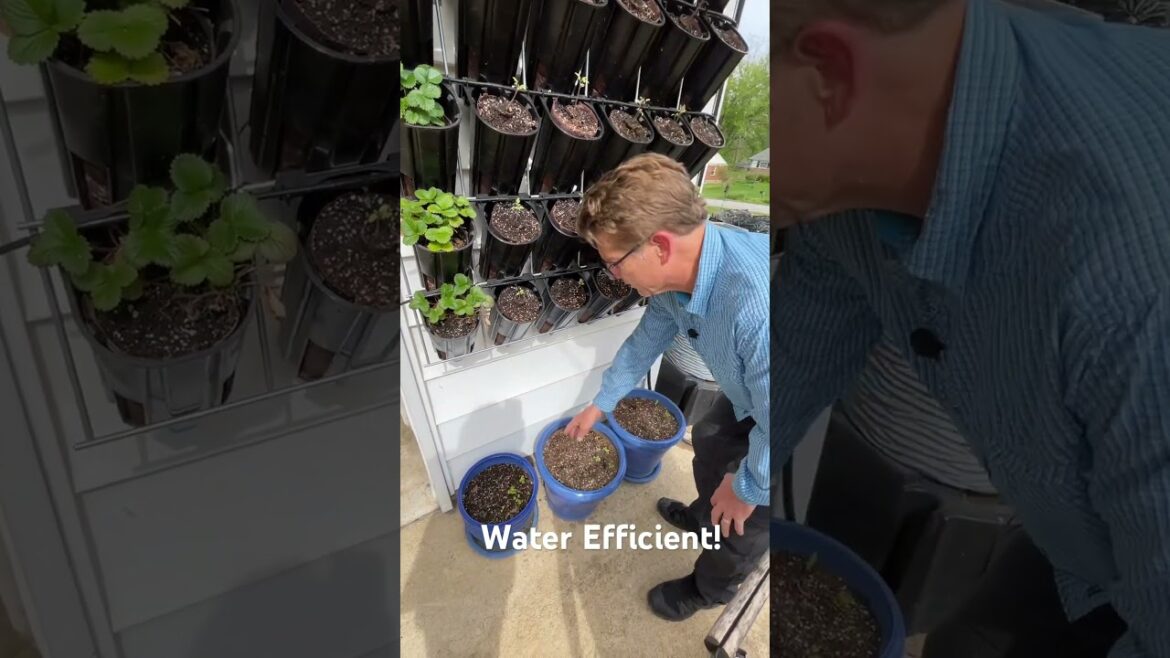Efficient Drip Irrigation for Vertical Gardening #shorts