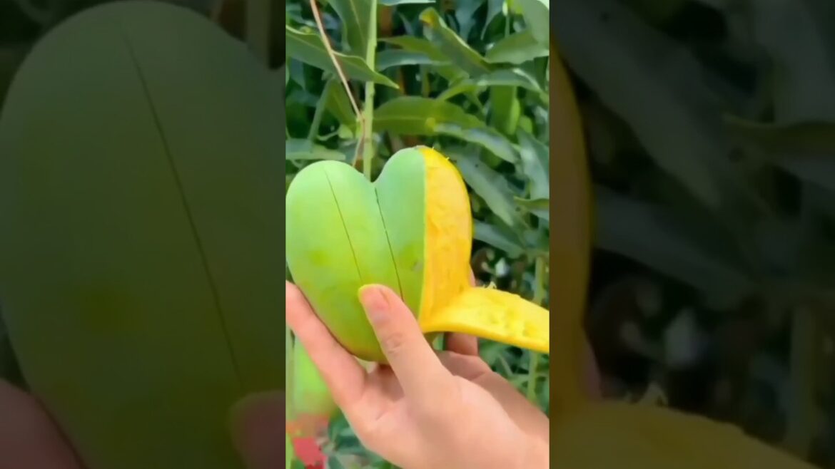 Heart Shape Mango 🥭 #mango #shorts #garden #youtubeshorts #viral Heart Shape Mango 🥭 #mango #shorts #garden #youtubeshorts #viral