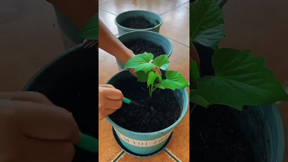 My growing Vegetable at home by Meimei My growing Vegetable at home by Meimei