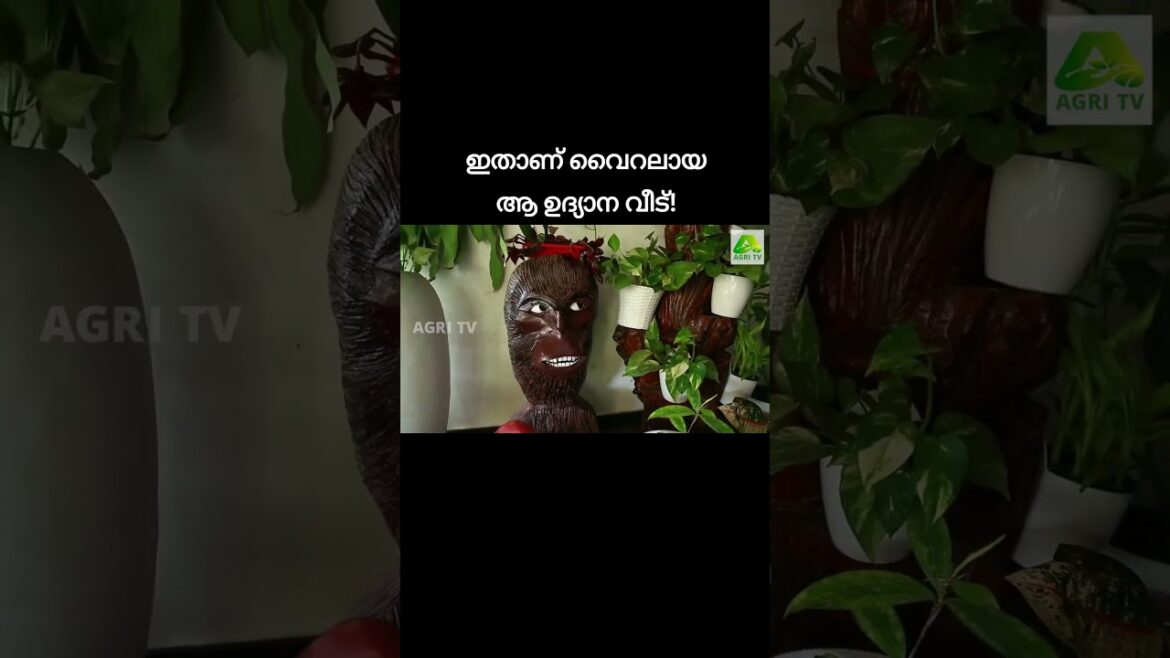 വീണ്ടും കാണാൻ തോന്നും!അത്രയ്ക്കും മനോഹരം ഈ വീട്|Vidhya Sarang ,Beautiful home garden in Kayamkulam വീണ്ടും കാണാൻ തോന്നും!അത്രയ്ക്കും മനോഹരം ഈ വീട്|Vidhya Sarang ,Beautiful home garden in Kayamkulam