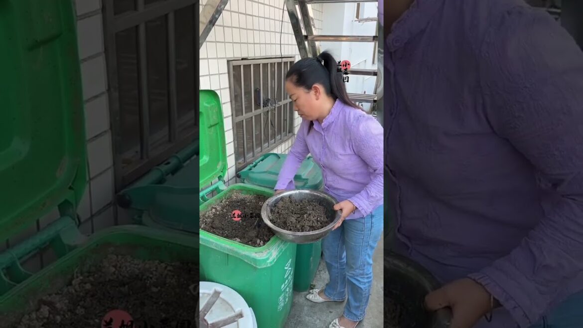 I growing garden at home by Meimei/ Vegetable