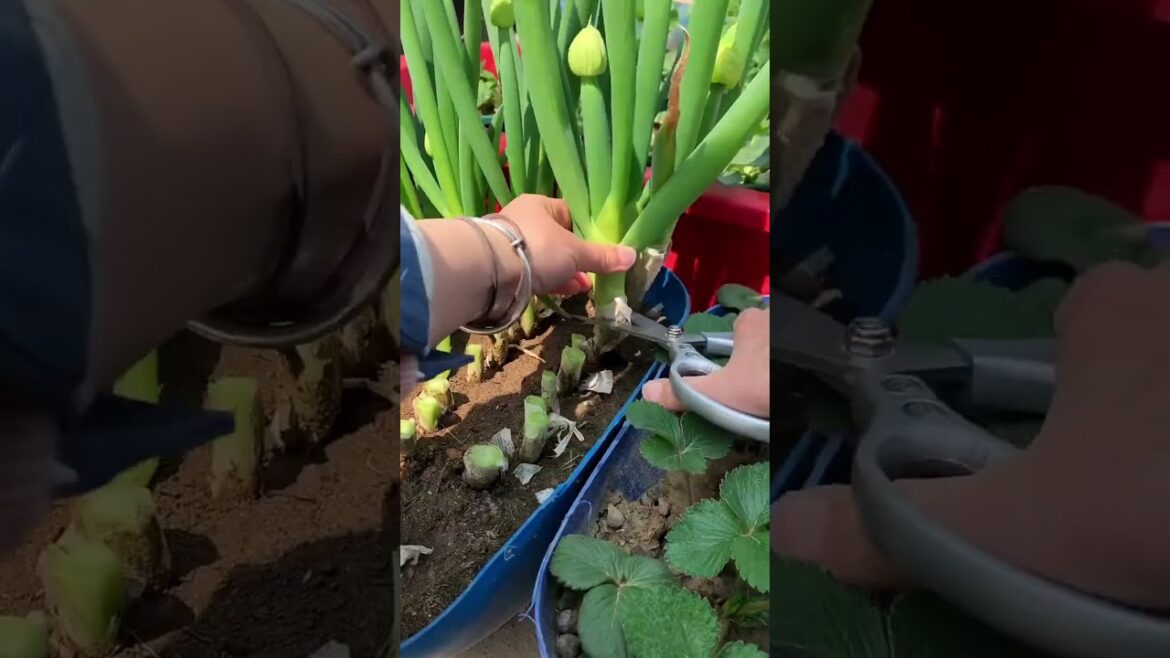 My growing Vegetable at home by Meimei