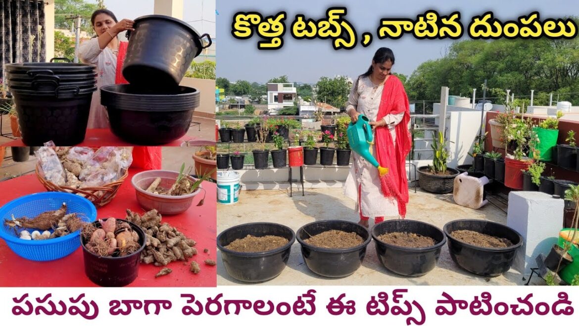 How to grow turmeric plant on terrace garden | Sowing turmeric | మిద్దెతోటలో పసుపుమొక్కను పెంచటం ఎలా