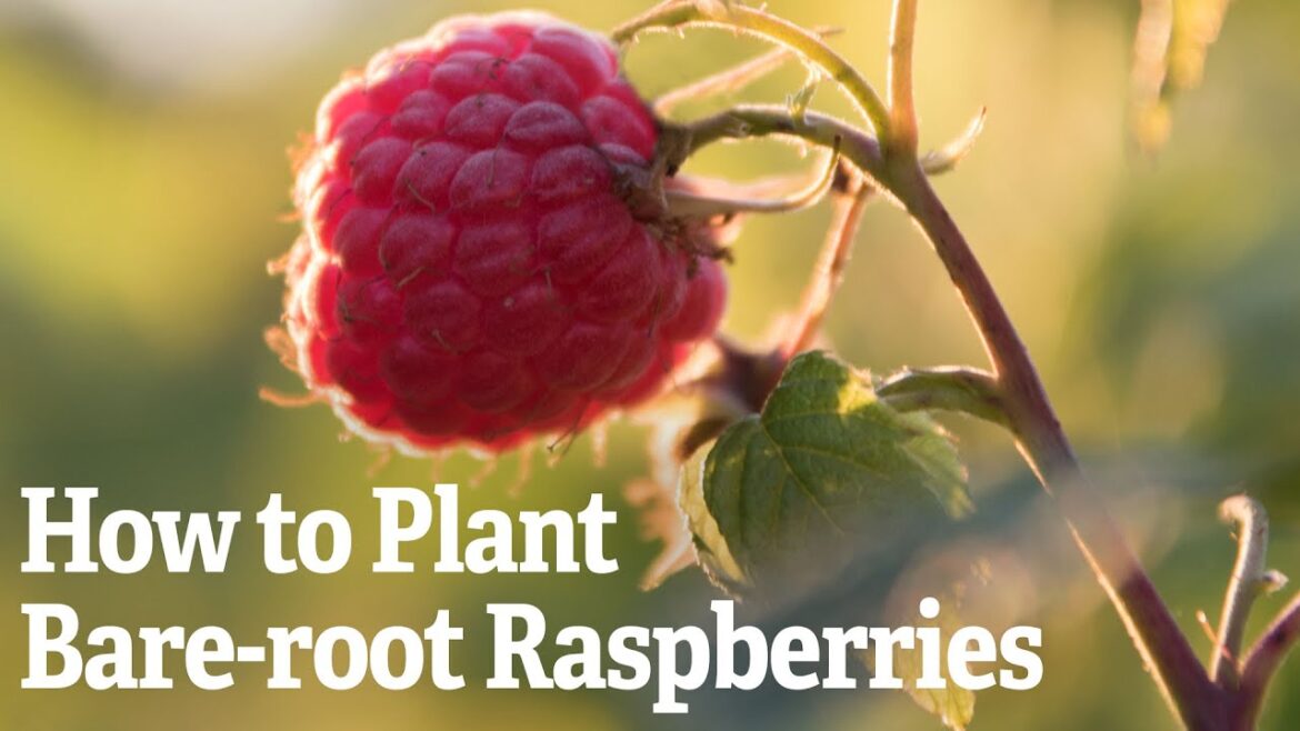 How to Plant Bare-root Raspberries | Gardener's Supply