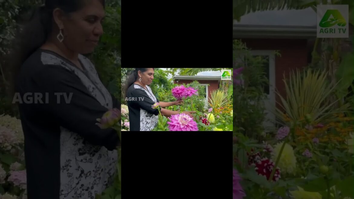 ഇത്ര വലിപ്പമുള്ള ഡാലിയപ്പൂവോ, കണ്ടാൽ സഹസ്രദള താമര പോലെ| Home garden, Sylasree, London ഇത്ര വലിപ്പമുള്ള ഡാലിയപ്പൂവോ, കണ്ടാൽ സഹസ്രദള താമര പോലെ| Home garden, Sylasree, London