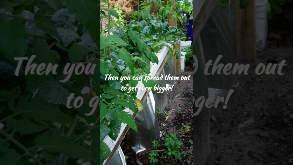 Continuous Harvest System Explained with Kale and Cheap & Easy Hydroponics