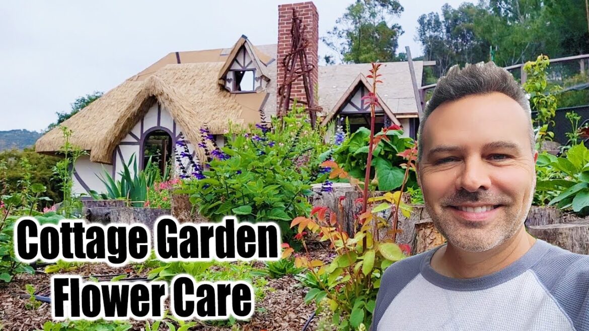 California Garden TV: Rose & Dahlia Care Rose & Dahlia Care