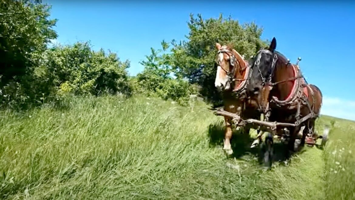 Mowing with Draft Horses!!//Planting Sweet Corn in the Garden#487 #2