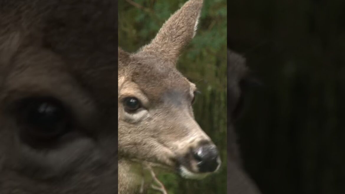 Stop Deer Browse (No Fence) 2023 Stop Deer Browse (No Fence) 2023