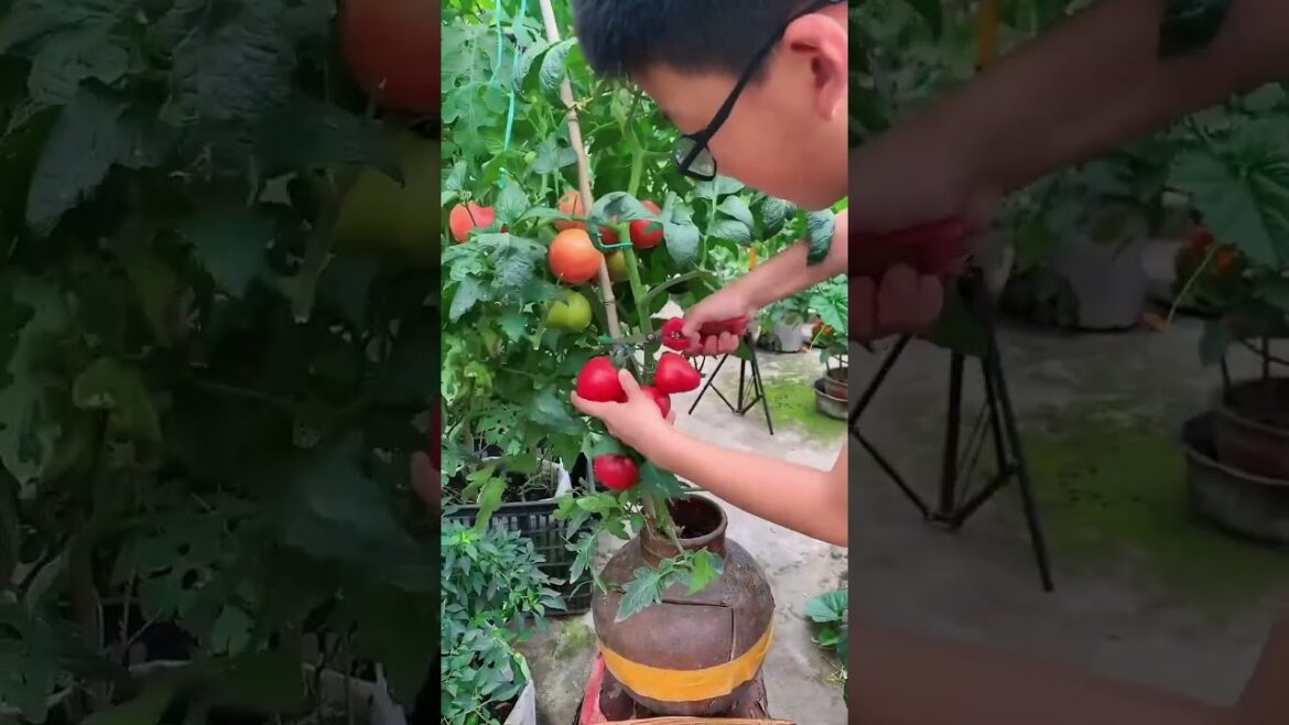 My growing Vegetable at home by Meimei My growing Vegetable at home by Meimei
