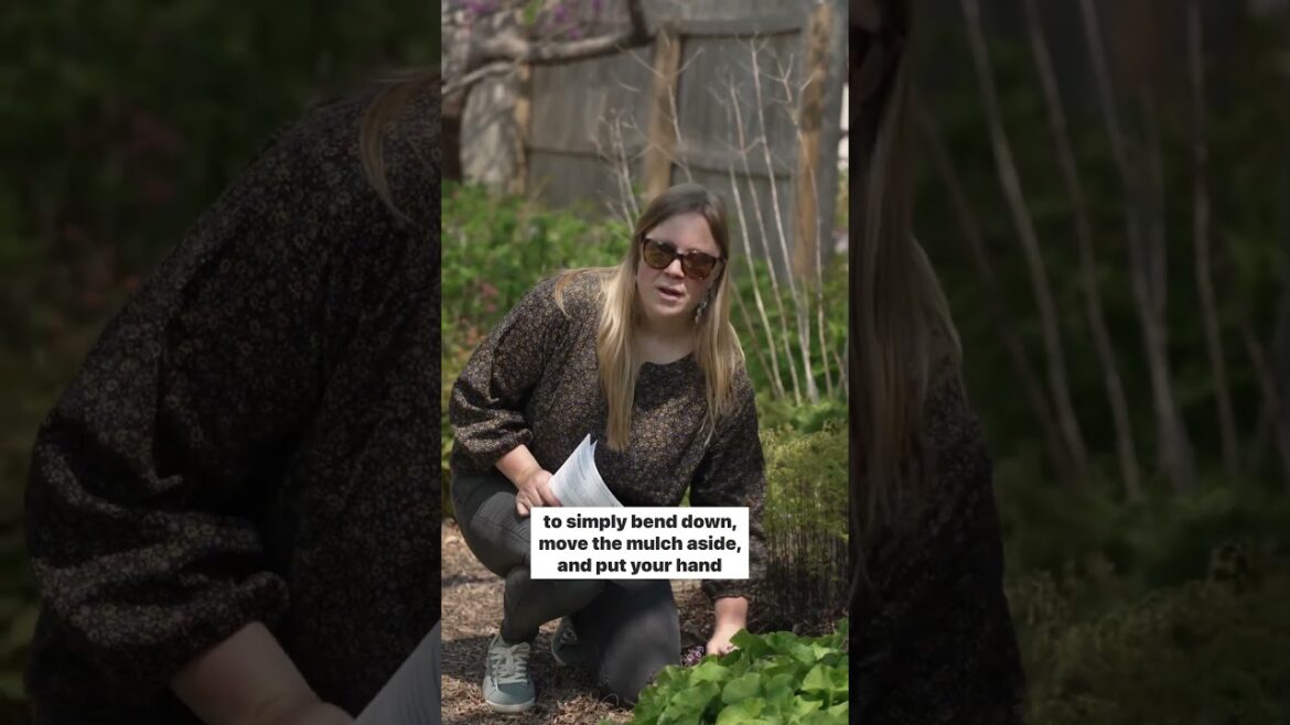 Ask a Gardener - Watering Tips 💧