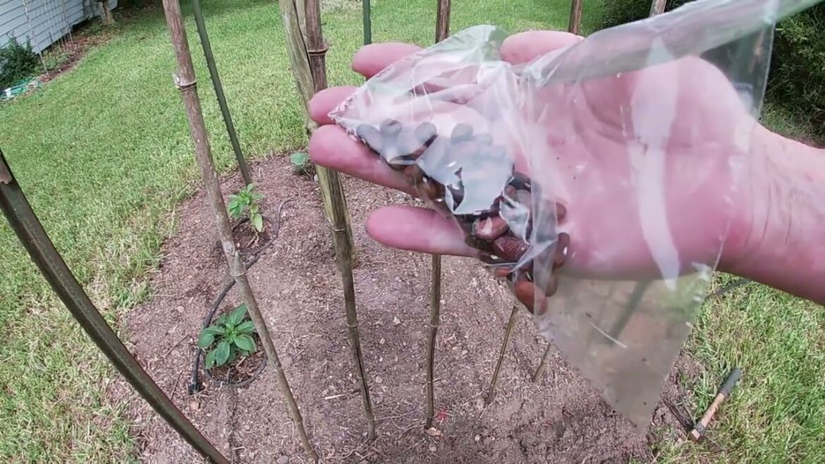 Basic Bean Planting Here in the Deep South.