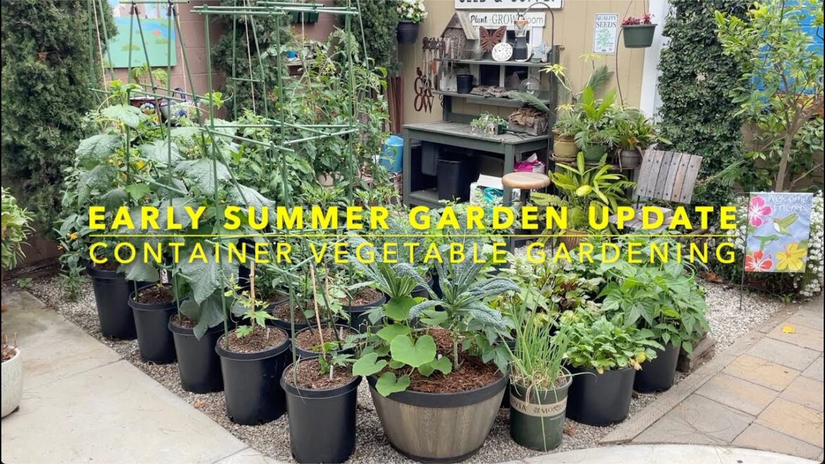 Early Summer Garden Update | Container Vegetable Gardening Early Summer Garden Update | Container Vegetable Gardening