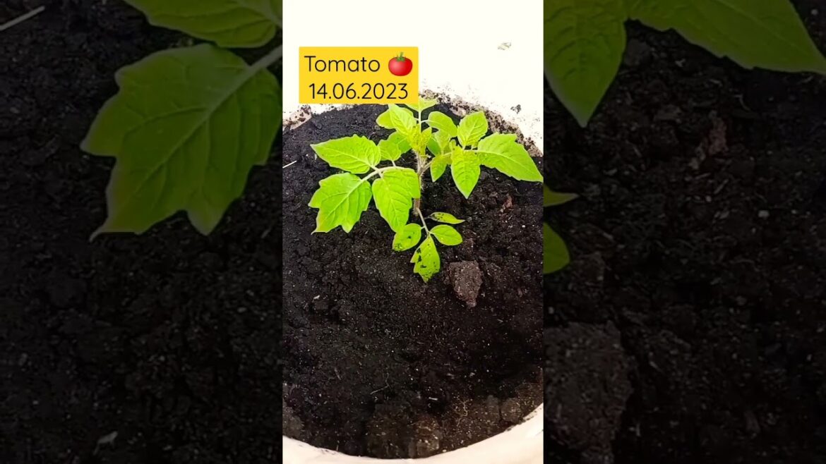 π
ππ #shorts #tomato #shortvideo #shortsvideo #food #home #funny #trend #trendingshorts #top π
ππ #shorts #tomato #shortvideo #shortsvideo #food #home #funny #trend #trendingshorts #top