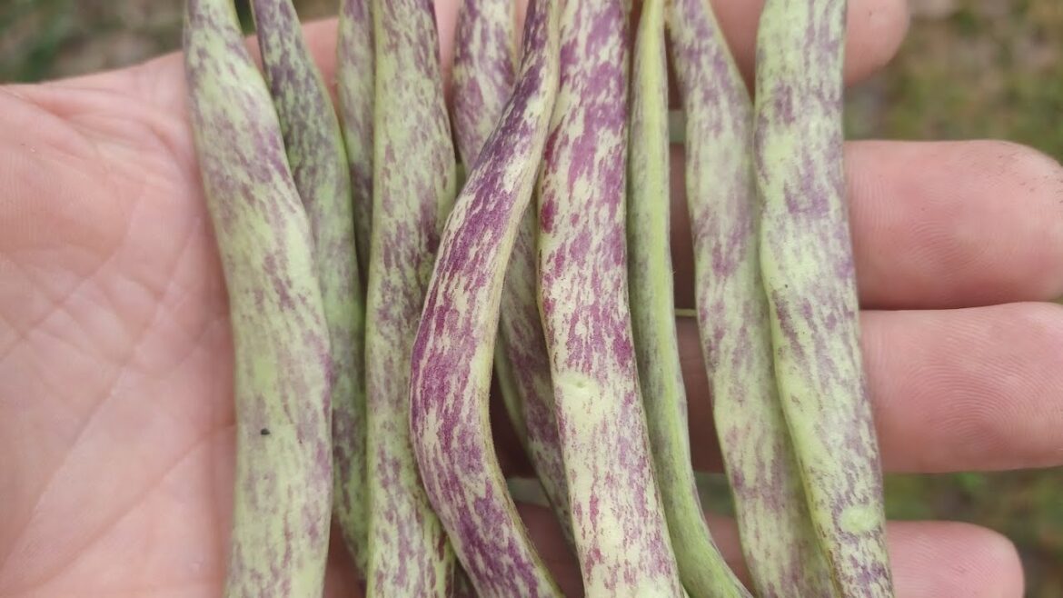 Garden Tip 792- Keeping your Garden Full #gardening #garden #texas #beans Garden Tip 792- Keeping your Garden Full #gardening #garden #texas #beans