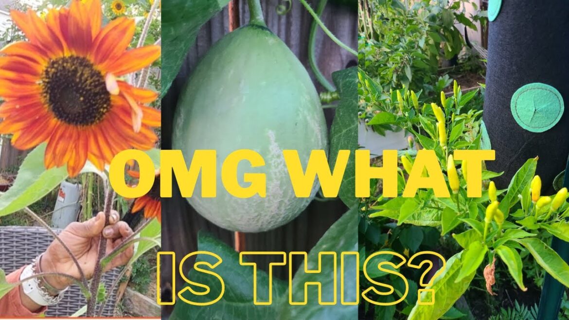 Daily Garden Diary: OMG WHAT IS THIS GROWING? Plant haul for Greenstalk Planter Daily Garden Diary: OMG WHAT IS THIS GROWING? Plant haul for Greenstalk Planter