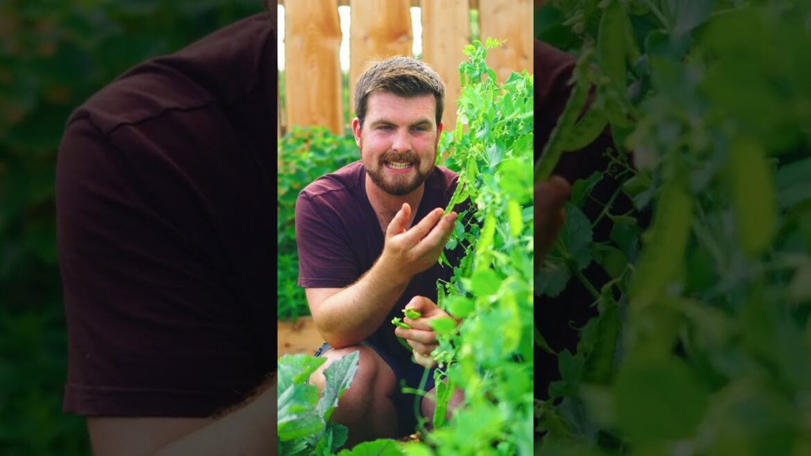 The BEST pea for self-sufficiency #shorts
