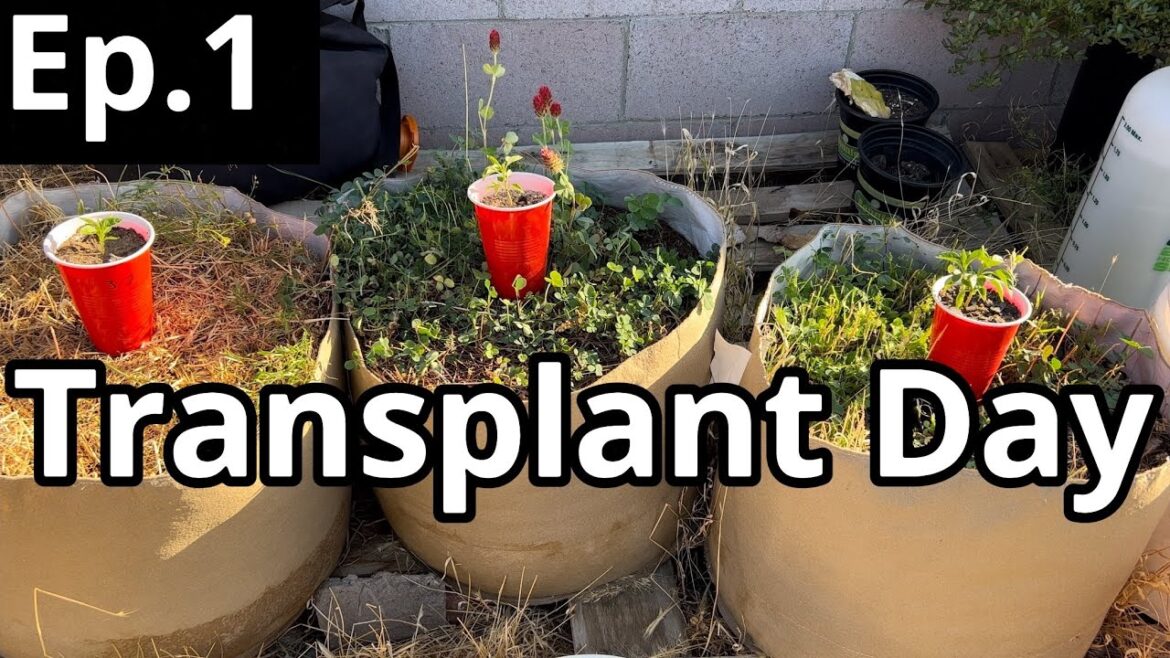 Season 1 Episode 1 Grassroots Fabric Pots Container Garden Experiment With 3 different Soils