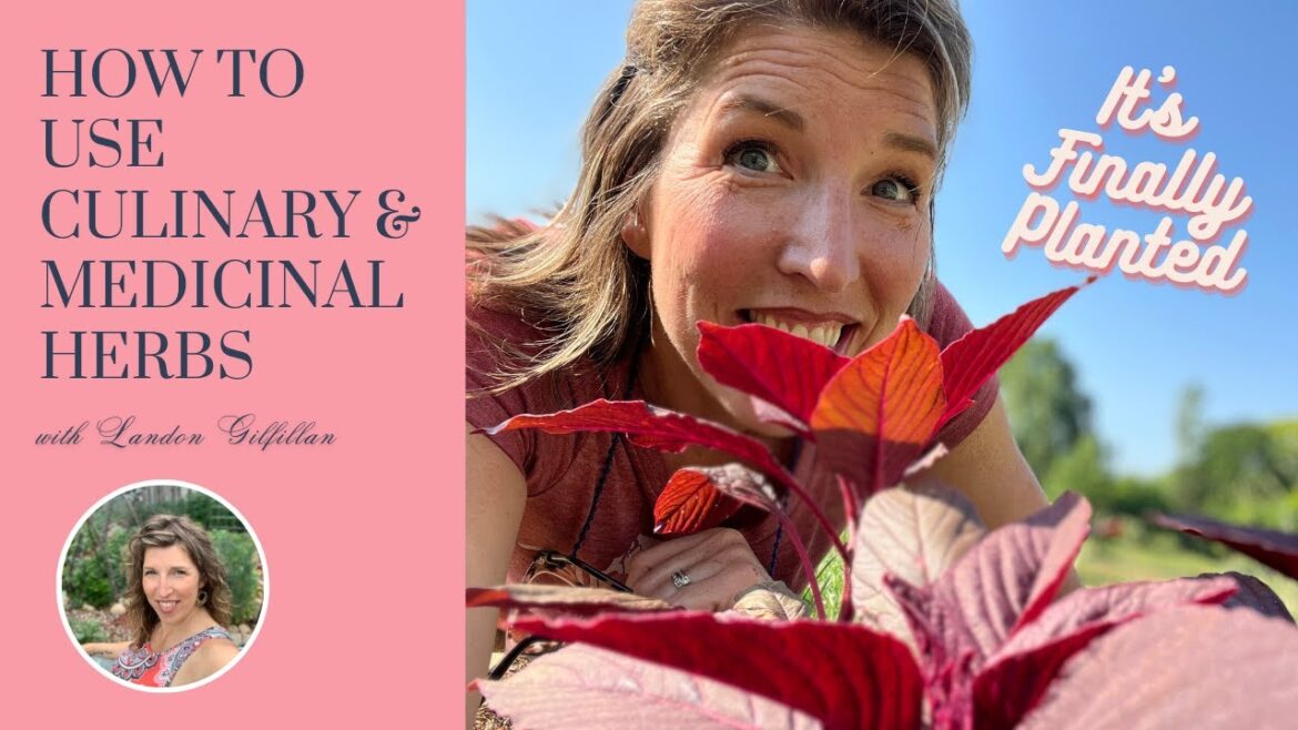 The Medicinal Herb Garden | Discussing Benefits of Herbs & How to Grow Them | Garden 2023