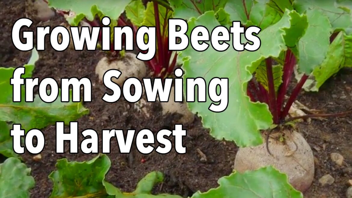 Growing Beets from Sowing to Harvest Growing Beets from Sowing to Harvest