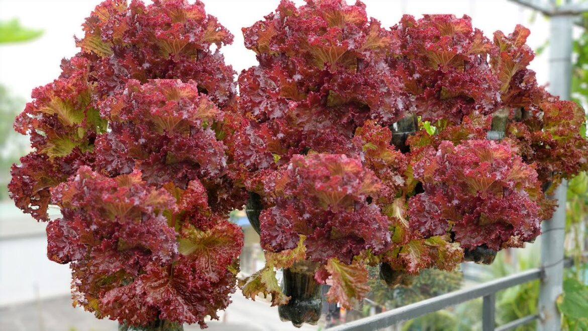 Turn Plastic Bottles into Smart, Super Economical and Unique Vegetable Garden