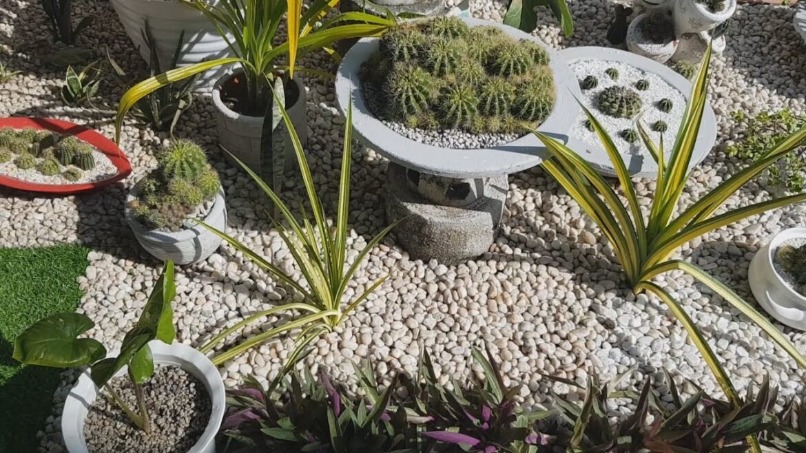 My Happy Living ❤ || Backyard Garden || Small Beautiful Garden