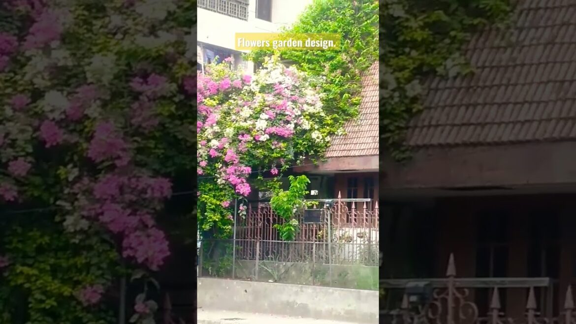 Bugenvaelia flowers tree. Front garden design. Designers idea. #viral #shorts #short #video #flowers