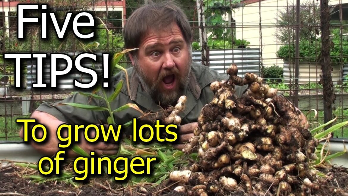 5 Tips How to Grow a Ton of Ginger in One Container or Garden Bed 5 Tips How to Grow a Ton of Ginger in One Container or Garden Bed