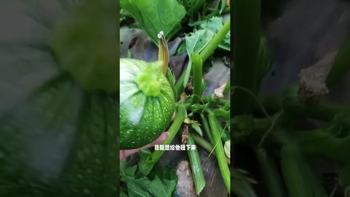 My growing Vegetable at home by Meimei My growing Vegetable at home by Meimei