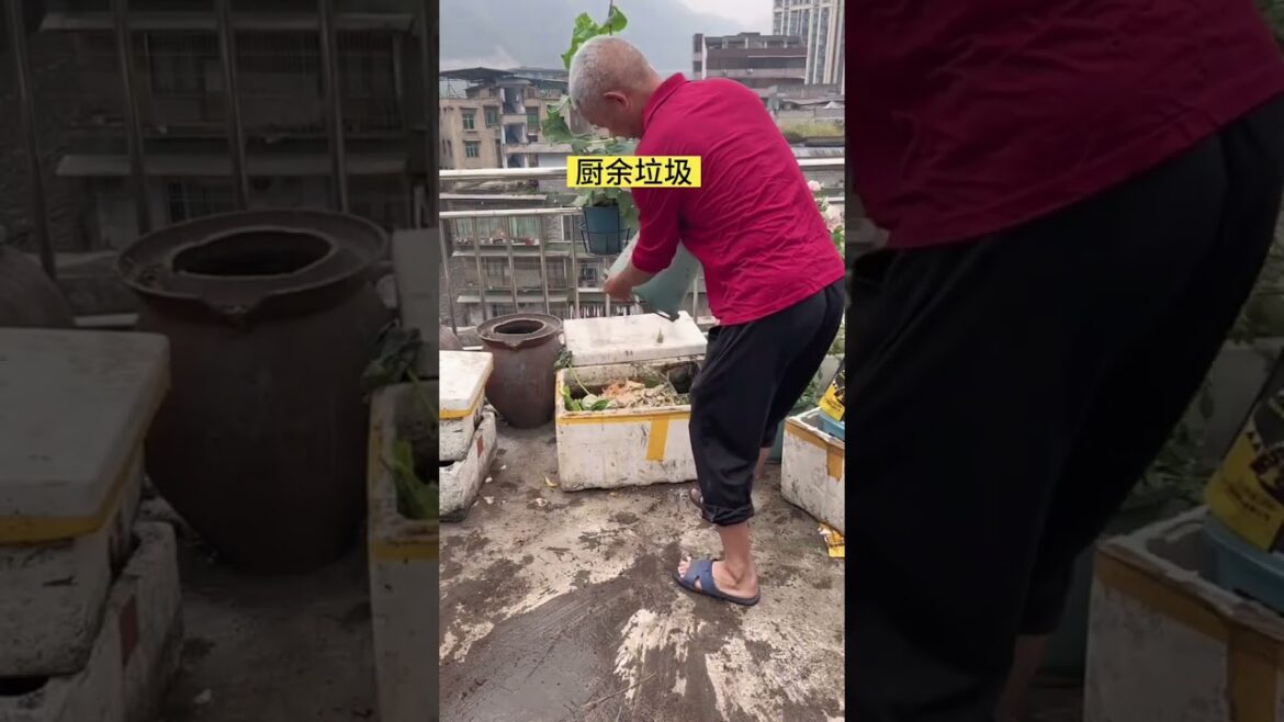 My growing Vegetable at home by Meimei