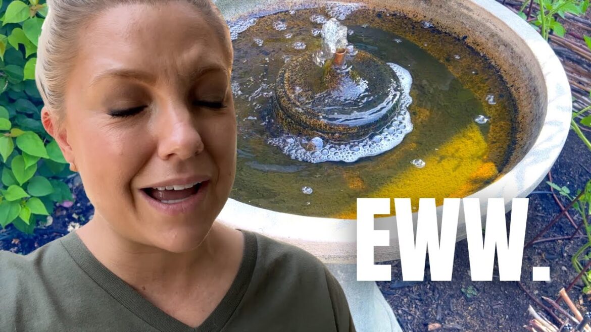 Garden Chore Day: Cleaning Out My Bird Fountain and Fixing Irrigation! :: Gardening Zone 9b