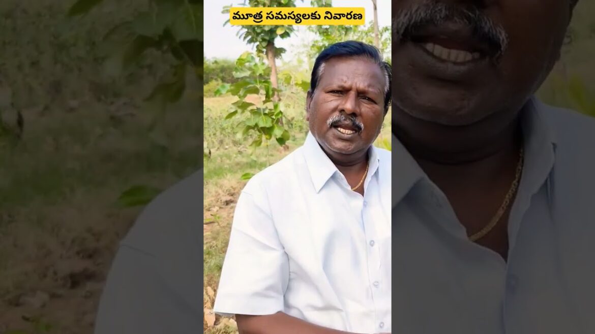 మూత్ర సమస్యలకు నివారణ||పల్లేరు మూలికతో#viral #ayurvedictips #trendingshorts #1mviews