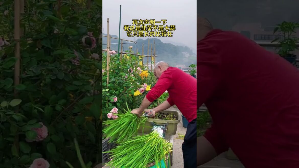 My growing Vegetable at home by Meimei
