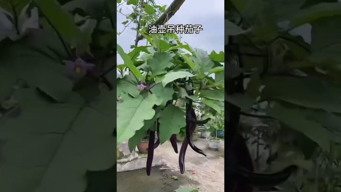 My growing Vegetable at home by Meimei