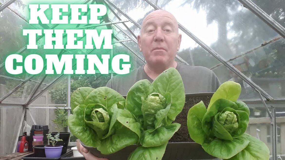 Keep Them Coming [Gardening Allotment UK] [Grow Vegetables At Home ]