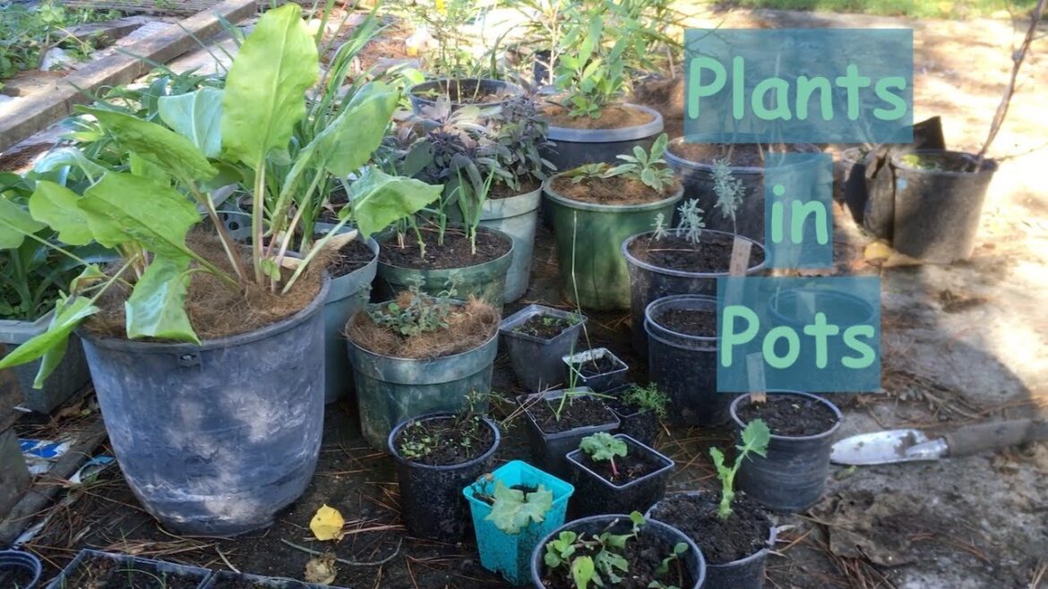 Landless doens't mean plantless! - growing plants in pots